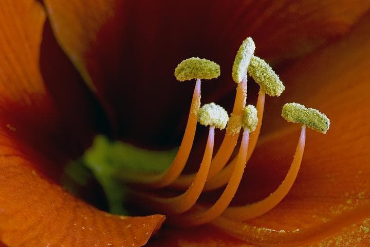 Particolare di un fiore